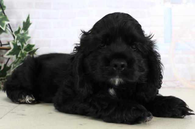 福岡県のアメリカンコッカースパニエル (Coo&RIKU小倉店/2026年1月3日生まれ/男の子/ブラックホワイト)の子犬の2枚目の画像