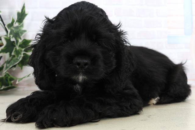 福岡県のアメリカンコッカースパニエル (Coo&RIKU小倉店/2026年1月3日生まれ/男の子/ブラックホワイト)の子犬の3枚目の画像