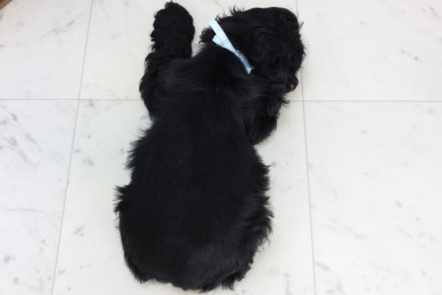 福岡県のアメリカンコッカースパニエル (Coo&RIKU小倉店/2026年1月3日生まれ/男の子/ブラックホワイト)の子犬の4枚目の画像