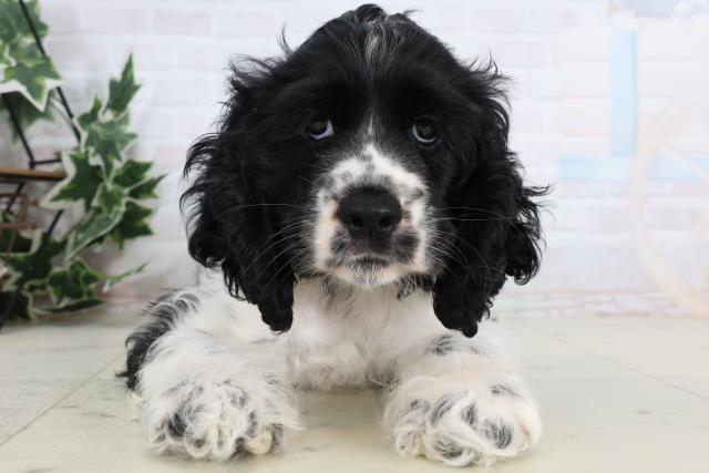 福岡県のアメリカンコッカースパニエル (Coo&RIKU黒崎店/2026年1月3日生まれ/女の子/ブラックホワイト)の子犬の1枚目の画像