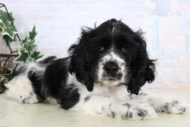 福岡県のアメリカンコッカースパニエル (Coo&RIKU黒崎店/2026年1月3日生まれ/女の子/ブラックホワイト)の子犬の2枚目の画像