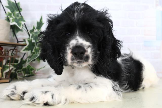 福岡県のアメリカンコッカースパニエル (Coo&RIKU黒崎店/2026年1月3日生まれ/女の子/ブラックホワイト)の子犬の3枚目の画像