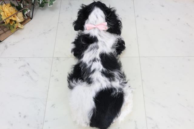 福岡県のアメリカンコッカースパニエル (Coo&RIKU黒崎店/2026年1月3日生まれ/女の子/ブラックホワイト)の子犬の4枚目の画像