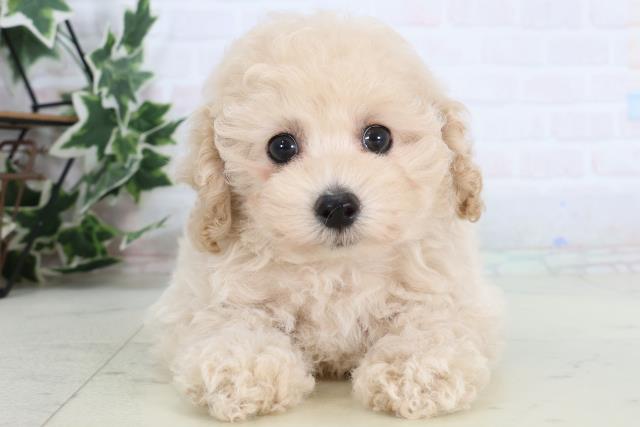 トイ・プードル