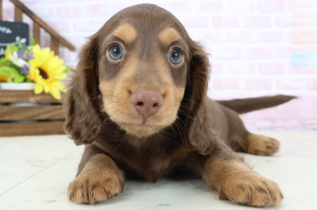 ミニチュア・ダックスフンド