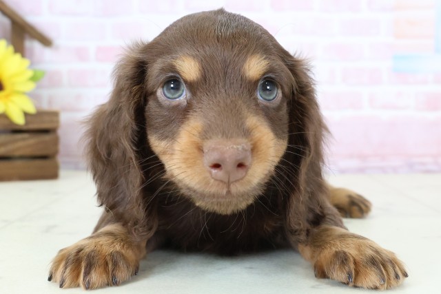 ミニチュア・ダックスフンド