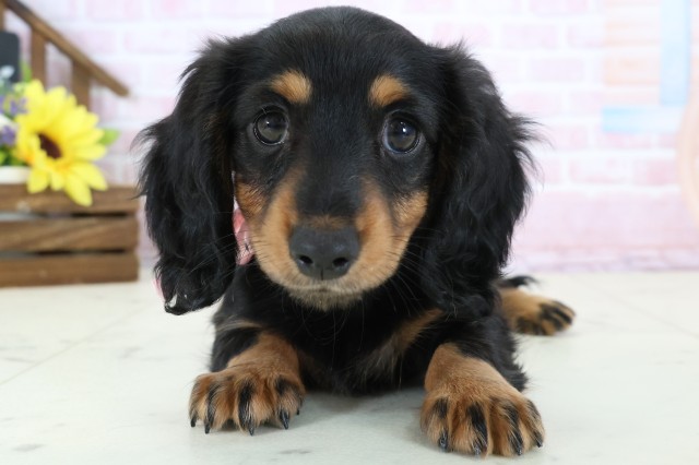 ミニチュア・ダックスフンド