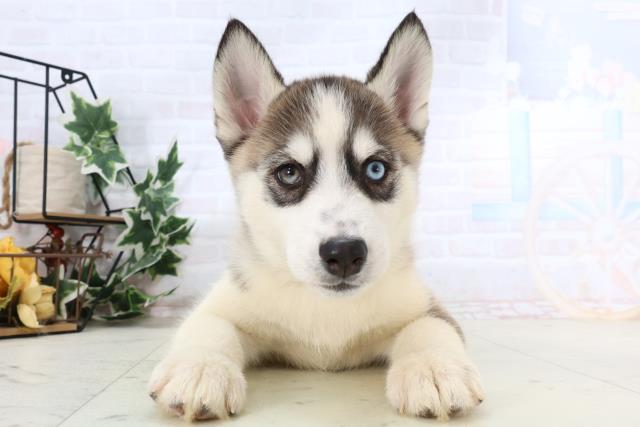 福岡県のシベリアンハスキー (Coo&RIKU福岡西店/2026年1月3日生まれ/女の子/シルバーホワイト)の子犬の1枚目の画像