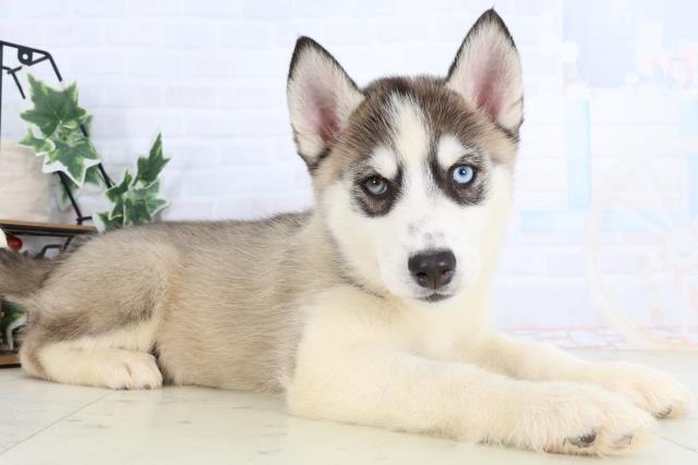 福岡県のシベリアンハスキー (Coo&RIKU福岡西店/2026年1月3日生まれ/女の子/シルバーホワイト)の子犬の2枚目の画像