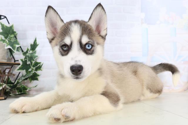 福岡県のシベリアンハスキー (Coo&RIKU福岡西店/2026年1月3日生まれ/女の子/シルバーホワイト)の子犬の3枚目の画像