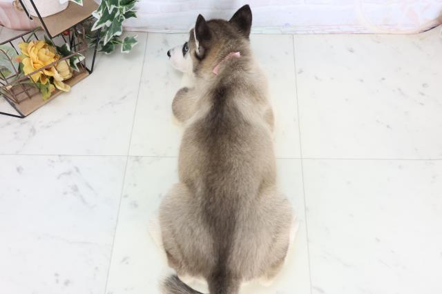 福岡県のシベリアンハスキー (Coo&RIKU福岡西店/2026年1月3日生まれ/女の子/シルバーホワイト)の子犬の4枚目の画像