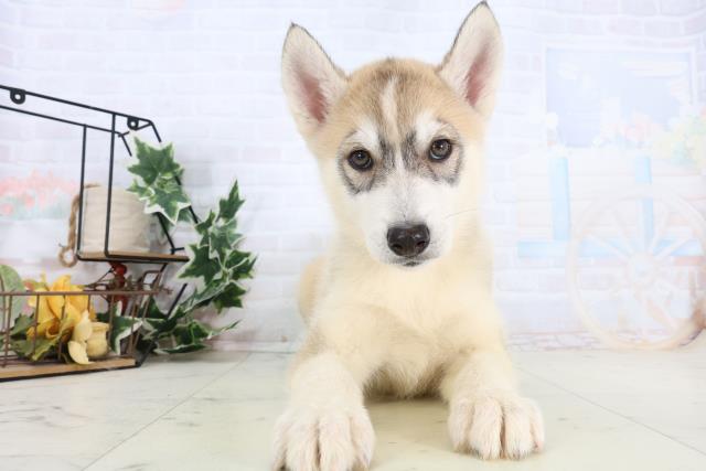 福岡県のシベリアンハスキー (Coo&RIKU小倉店/2026年1月3日生まれ/男の子/シルバーホワイト)の子犬の1枚目の画像