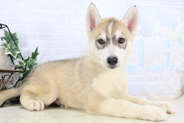 福岡県のシベリアンハスキー (Coo&RIKU小倉店/2026年1月3日生まれ/男の子/シルバーホワイト)の子犬の2枚目の画像