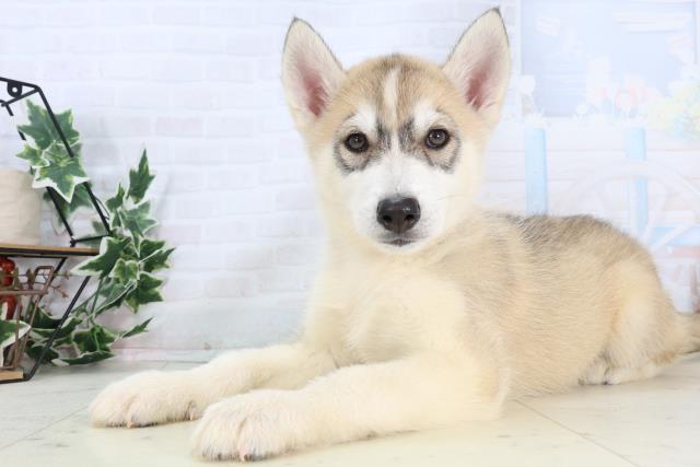 福岡県のシベリアンハスキー (Coo&RIKU小倉店/2026年1月3日生まれ/男の子/シルバーホワイト)の子犬の3枚目の画像