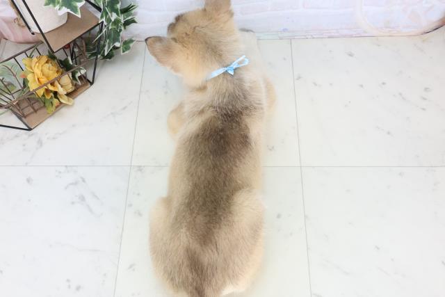 福岡県のシベリアンハスキー (Coo&RIKU小倉店/2026年1月3日生まれ/男の子/シルバーホワイト)の子犬の4枚目の画像