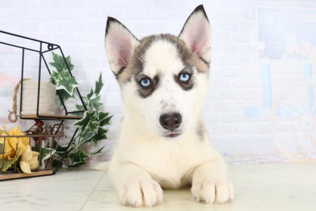 シベリアンハスキー