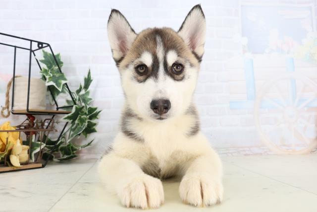 鹿児島県のシベリアンハスキー (Coo&RIKU鹿児島店/2026年1月3日生まれ/男の子/シルバーホワイト)の子犬の1枚目の画像