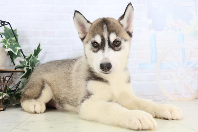 鹿児島県のシベリアンハスキー (Coo&RIKU鹿児島店/2026年1月3日生まれ/男の子/シルバーホワイト)の子犬の2枚目の画像