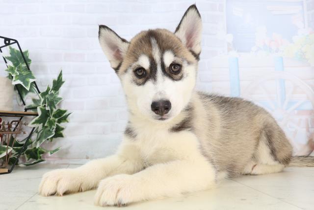 鹿児島県のシベリアンハスキー (Coo&RIKU鹿児島店/2026年1月3日生まれ/男の子/シルバーホワイト)の子犬の3枚目の画像