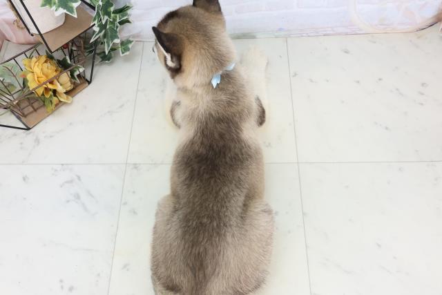 鹿児島県のシベリアンハスキー (Coo&RIKU鹿児島店/2026年1月3日生まれ/男の子/シルバーホワイト)の子犬の4枚目の画像