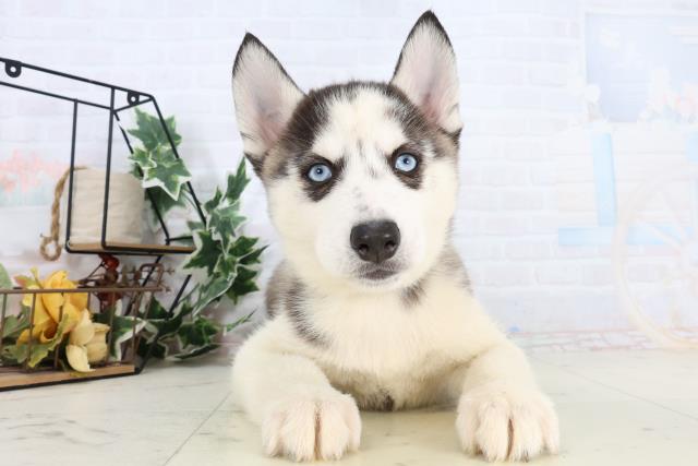 シベリアンハスキー