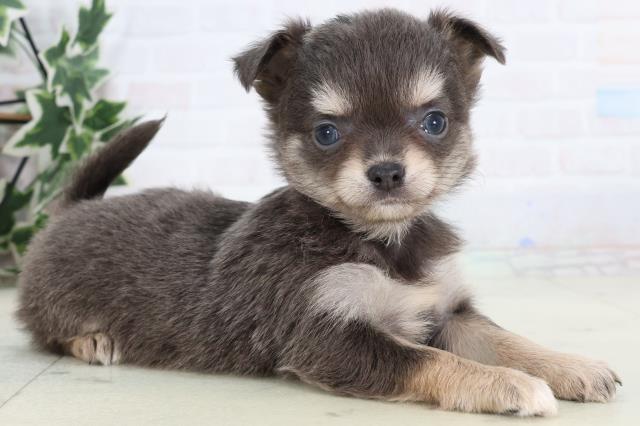 熊本県のチワワ(ロング) (Coo&RIKU宇土シティモール店/2026年1月3日生まれ/女の子/ブルータンホワイト)の子犬の2枚目の画像