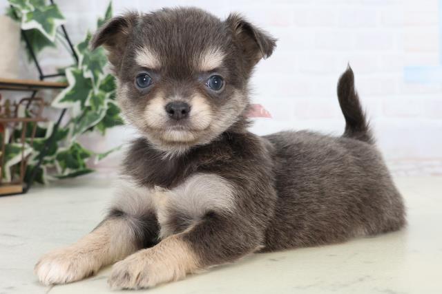 熊本県のチワワ(ロング) (Coo&RIKU宇土シティモール店/2026年1月3日生まれ/女の子/ブルータンホワイト)の子犬の3枚目の画像