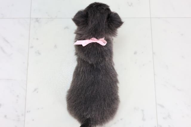 熊本県のチワワ(ロング) (Coo&RIKU宇土シティモール店/2026年1月3日生まれ/女の子/ブルータンホワイト)の子犬の4枚目の画像