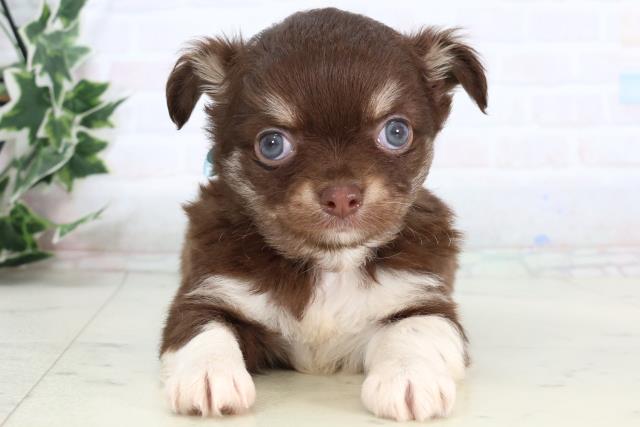 熊本県のチワワ(ロング) (Coo&RIKUカリーノ菊陽店/2026年1月3日生まれ/男の子/チョコレートタンホワイト)の子犬の1枚目の画像