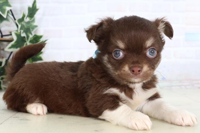 熊本県のチワワ(ロング) (Coo&RIKUカリーノ菊陽店/2026年1月3日生まれ/男の子/チョコレートタンホワイト)の子犬の2枚目の画像