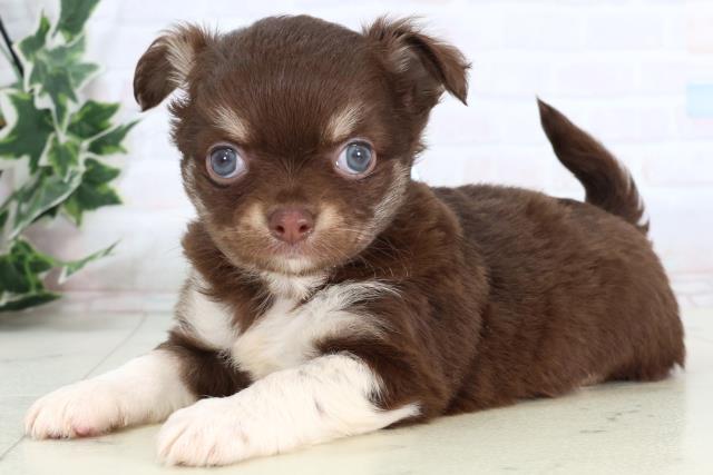 熊本県のチワワ(ロング) (Coo&RIKUカリーノ菊陽店/2026年1月3日生まれ/男の子/チョコレートタンホワイト)の子犬の3枚目の画像