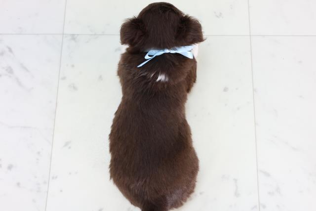 熊本県のチワワ(ロング) (Coo&RIKUカリーノ菊陽店/2026年1月3日生まれ/男の子/チョコレートタンホワイト)の子犬の4枚目の画像