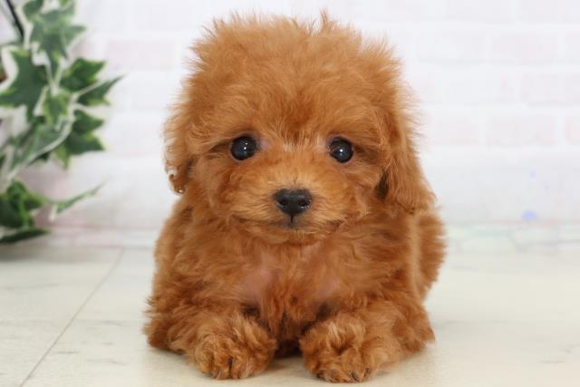 福岡県のトイプードル(ティーカップ) (Coo&RIKUゆめタウン飯塚店/2025年12月28日生まれ/女の子/レッド)の子犬の1枚目の画像