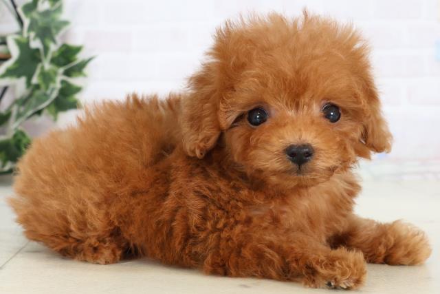 福岡県のトイプードル(ティーカップ) (Coo&RIKUゆめタウン飯塚店/2025年12月28日生まれ/女の子/レッド)の子犬の2枚目の画像