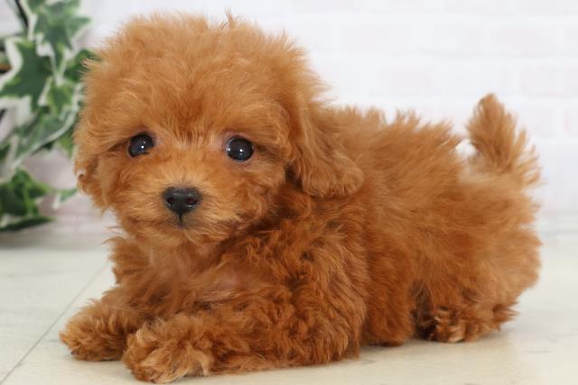 福岡県のトイプードル(ティーカップ) (Coo&RIKUゆめタウン飯塚店/2025年12月28日生まれ/女の子/レッド)の子犬の3枚目の画像