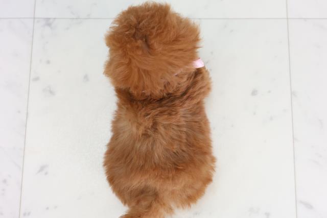 福岡県のトイプードル(ティーカップ) (Coo&RIKUゆめタウン飯塚店/2025年12月28日生まれ/女の子/レッド)の子犬の4枚目の画像