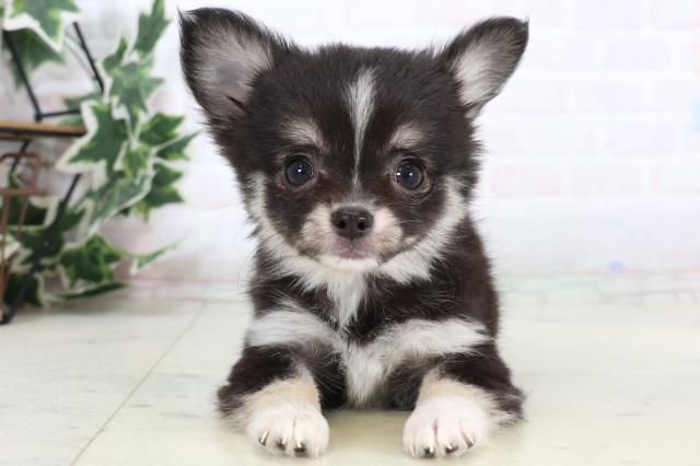 熊本県のチワワ(ロング) (Coo&RIKU熊本店/2026年1月3日生まれ/女の子/ブラックタンホワイト)の子犬の1枚目の画像