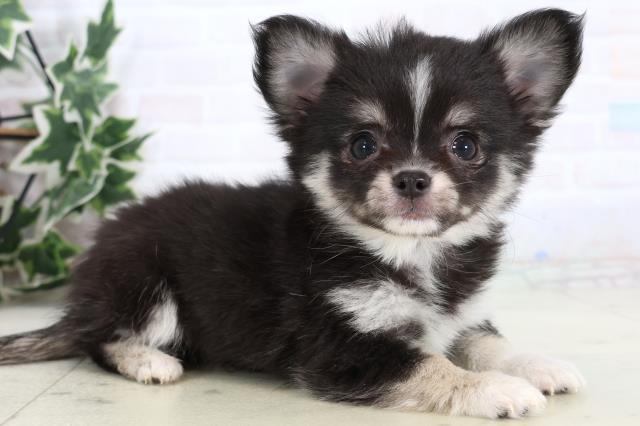 熊本県のチワワ(ロング) (Coo&RIKU熊本店/2026年1月3日生まれ/女の子/ブラックタンホワイト)の子犬の2枚目の画像