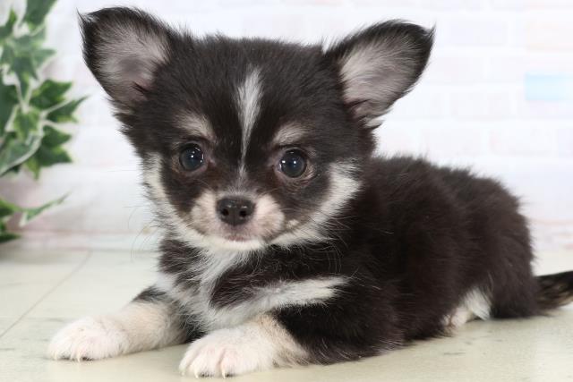 熊本県のチワワ(ロング) (Coo&RIKU熊本店/2026年1月3日生まれ/女の子/ブラックタンホワイト)の子犬の3枚目の画像