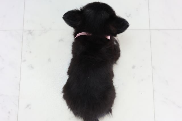 熊本県のチワワ(ロング) (Coo&RIKU熊本店/2026年1月3日生まれ/女の子/ブラックタンホワイト)の子犬の4枚目の画像