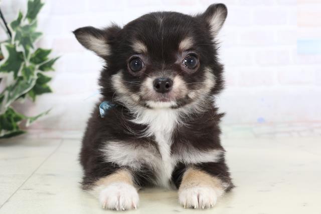 チワワ（ロングコート）