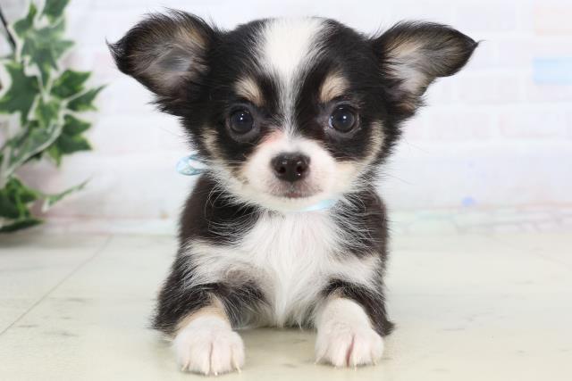 長崎県のチワワ(ロング) (Coo&RIKU長崎浜町店/2026年1月3日生まれ/男の子/ブラックタンホワイト)の子犬の1枚目の画像