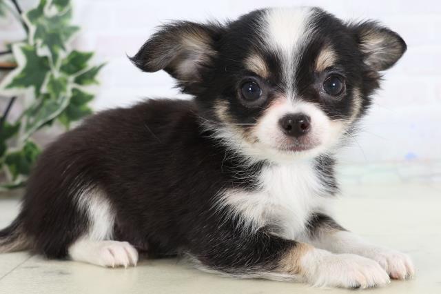 長崎県のチワワ(ロング) (Coo&RIKU長崎浜町店/2026年1月3日生まれ/男の子/ブラックタンホワイト)の子犬の2枚目の画像