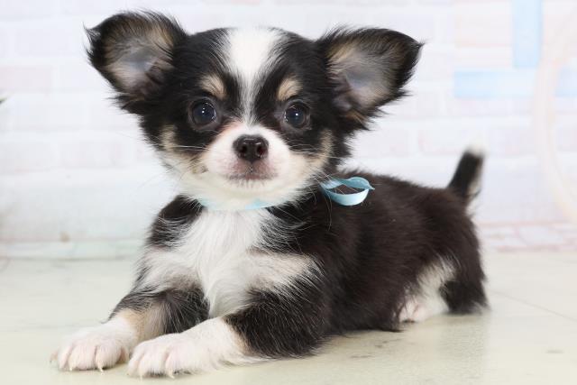 長崎県のチワワ(ロング) (Coo&RIKU長崎浜町店/2026年1月3日生まれ/男の子/ブラックタンホワイト)の子犬の3枚目の画像