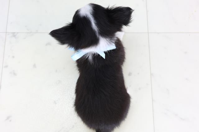 長崎県のチワワ(ロング) (Coo&RIKU長崎浜町店/2026年1月3日生まれ/男の子/ブラックタンホワイト)の子犬の4枚目の画像