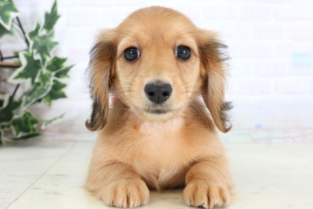 ミニチュア・ダックスフンド