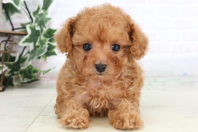 トイ・プードル