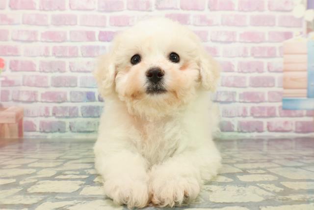 栃木県のビションフリーゼ (Coo&RIKU足利店/2025年12月29日生まれ/男の子/ホワイト)の子犬の1枚目の画像