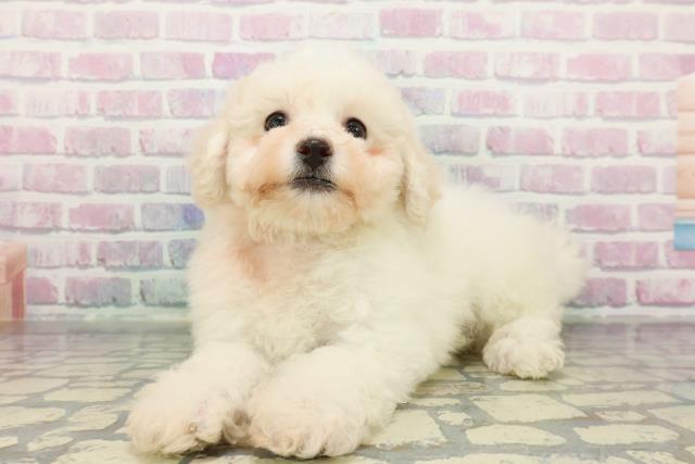 栃木県のビションフリーゼ (Coo&RIKU足利店/2025年12月29日生まれ/男の子/ホワイト)の子犬の2枚目の画像