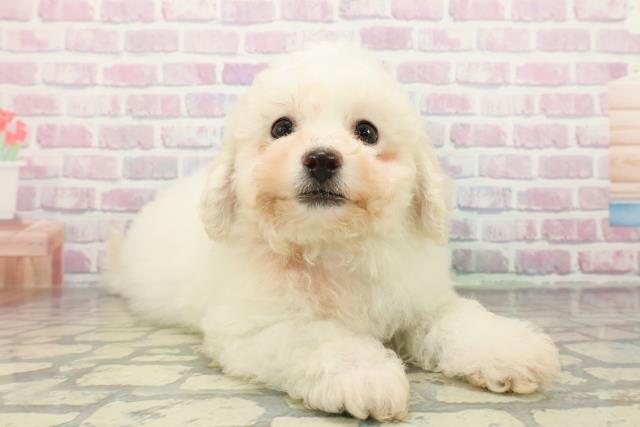 栃木県のビションフリーゼ (Coo&RIKU足利店/2025年12月29日生まれ/男の子/ホワイト)の子犬の3枚目の画像